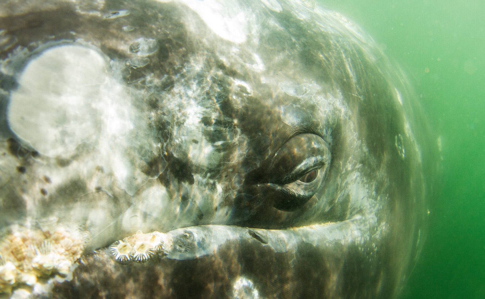 Humpback whale eye closeup under water