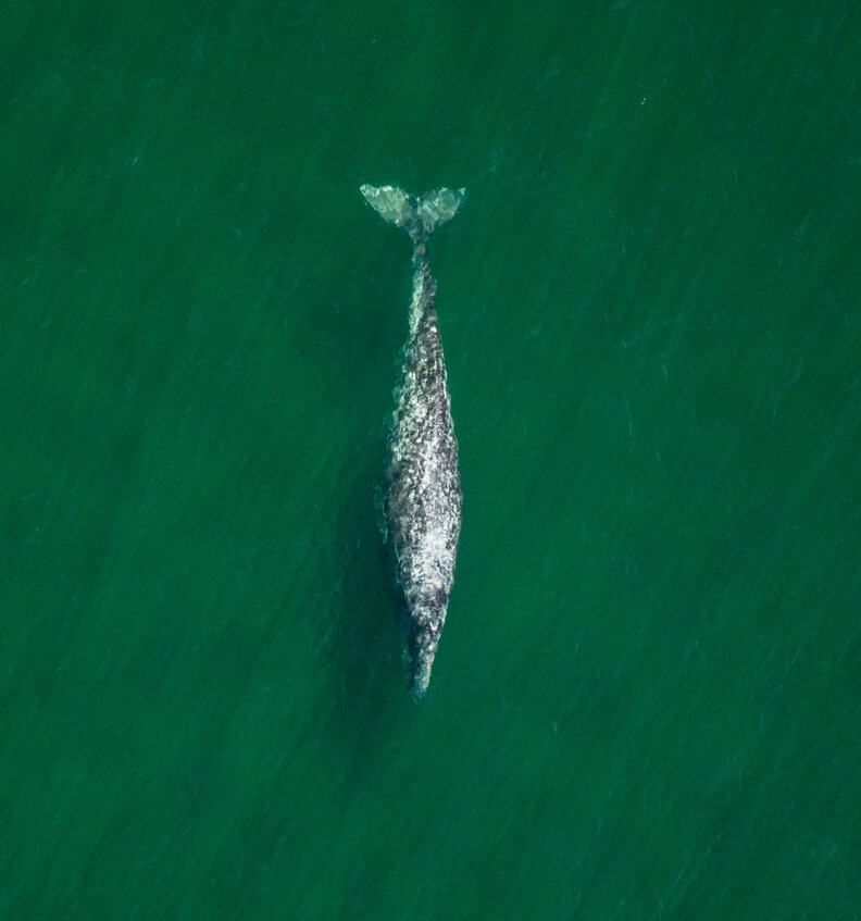 Aerial view of grey whale swimming