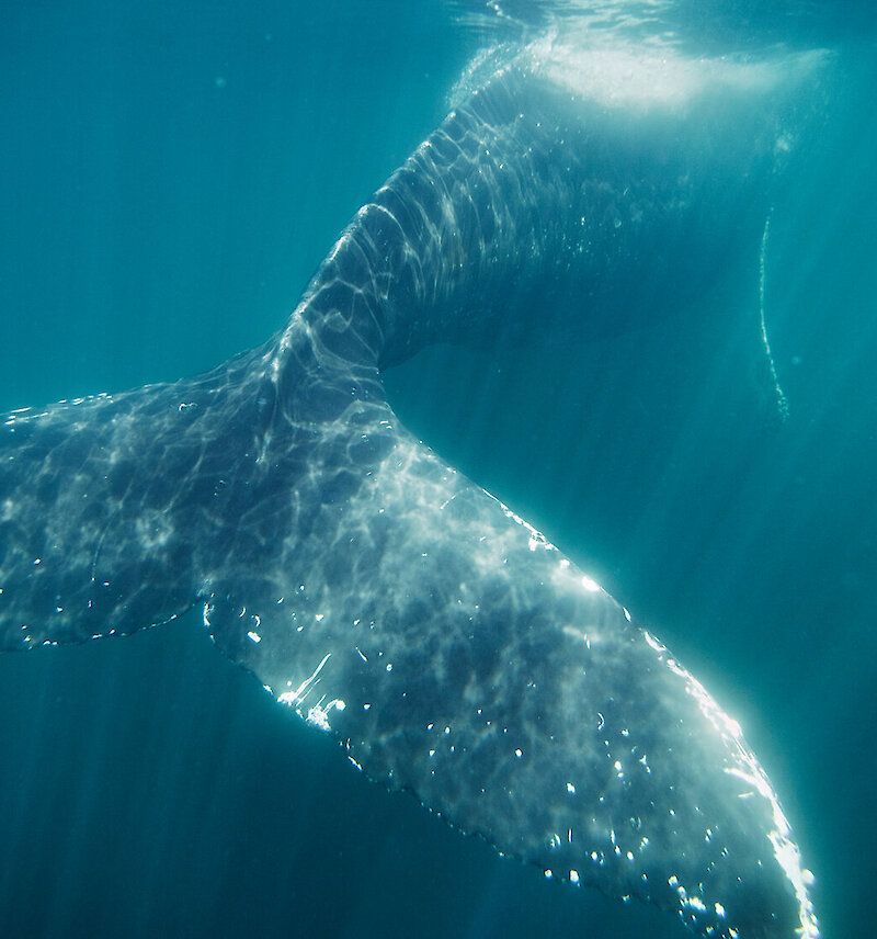 View of a Humpback whale from under water swimming away