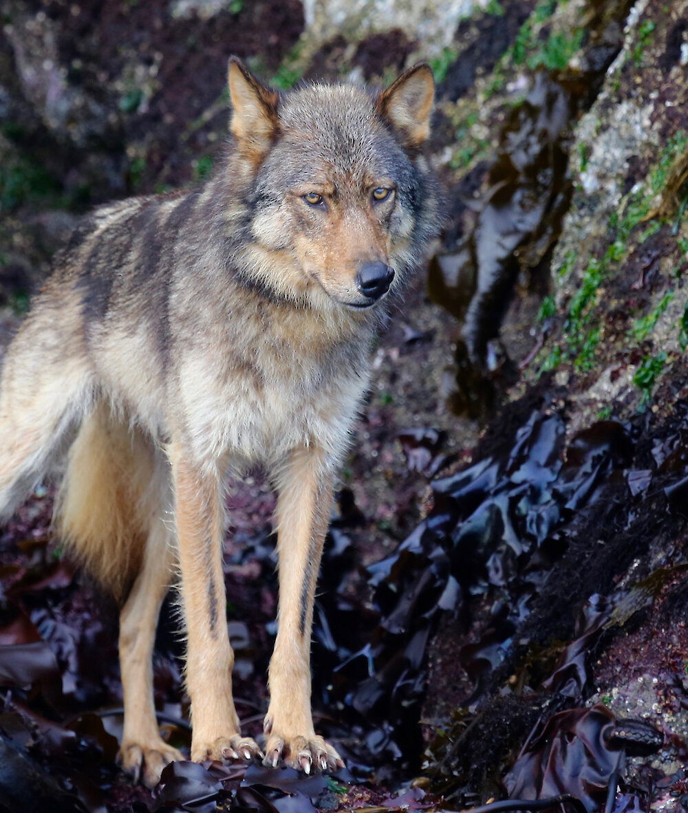 Vancouver Island coastal wolf standing on rocks in the tidal zone