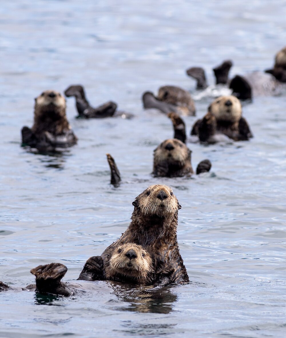 A raft of sea otters poking their heads out of the water