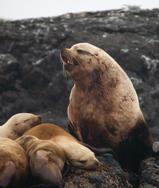 Stellar sea lion male guarding his harem