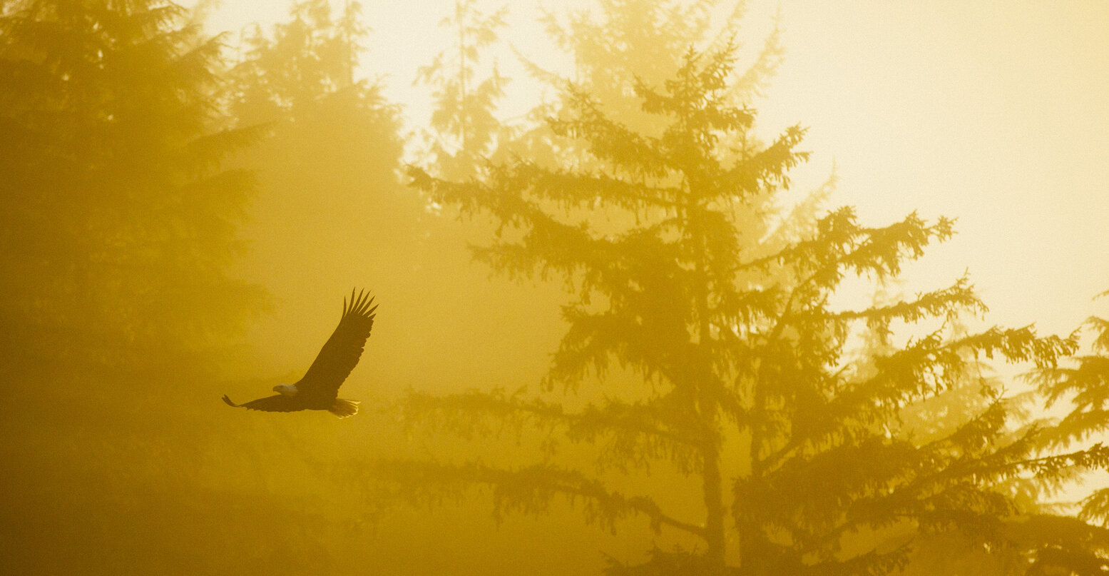 Eagle soaring in the morning sun