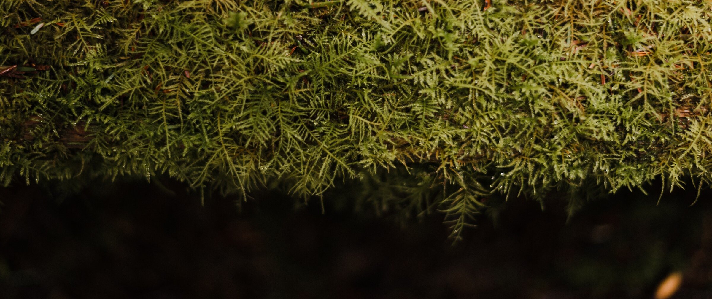 closeup of green moss on wooden boardwalk