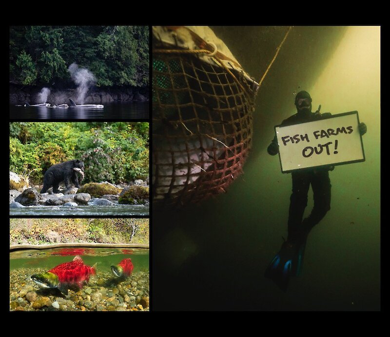Salmon Secrets - Free Weekly Screenings