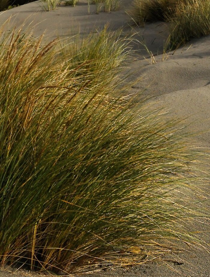 Close up of seagrass and sand