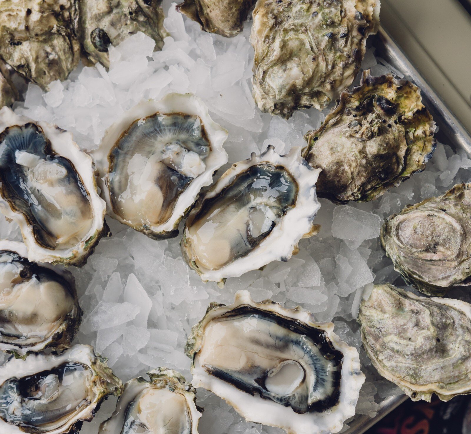 Fresh oysters on ice