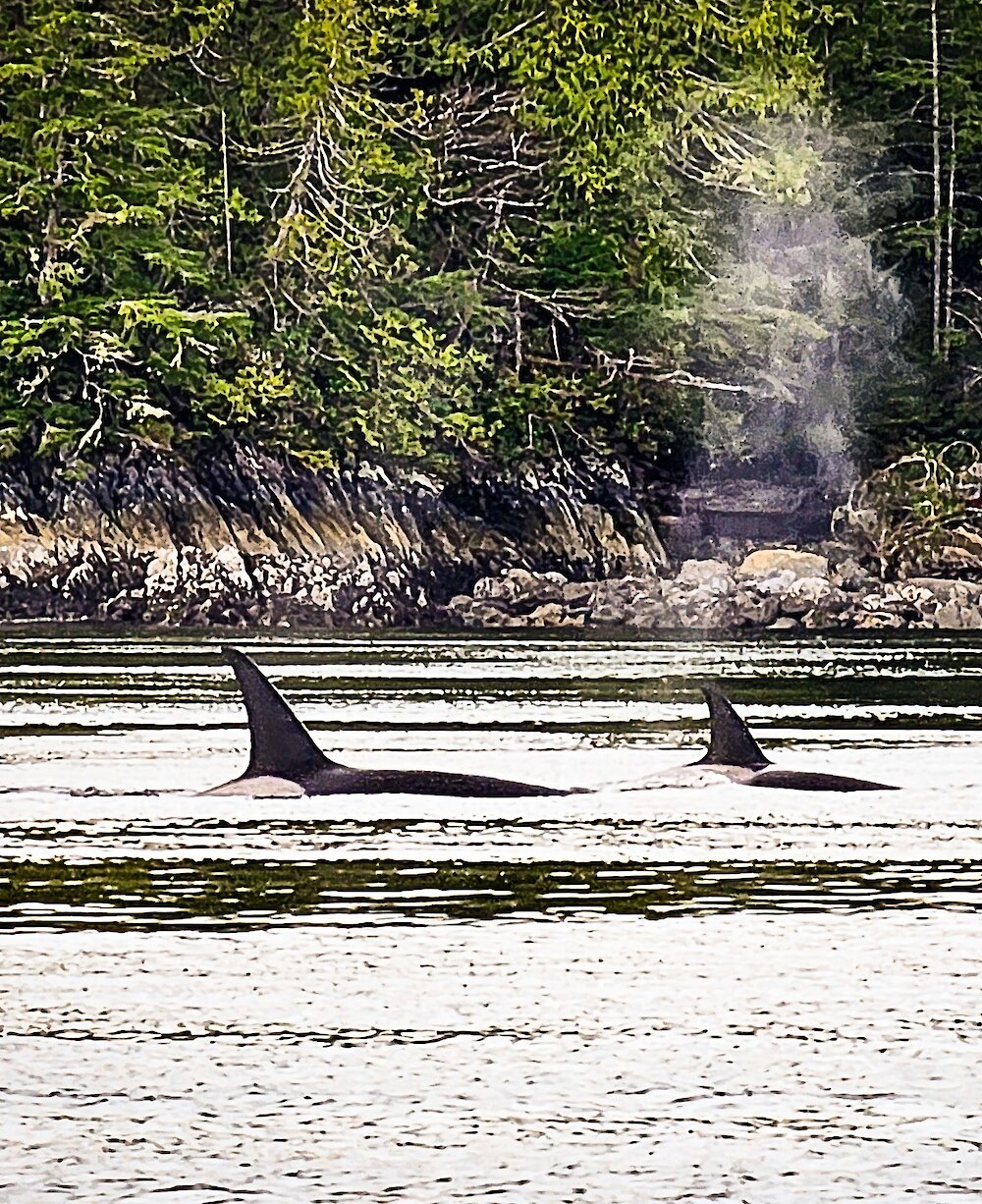 orca pod in ocean with forest view