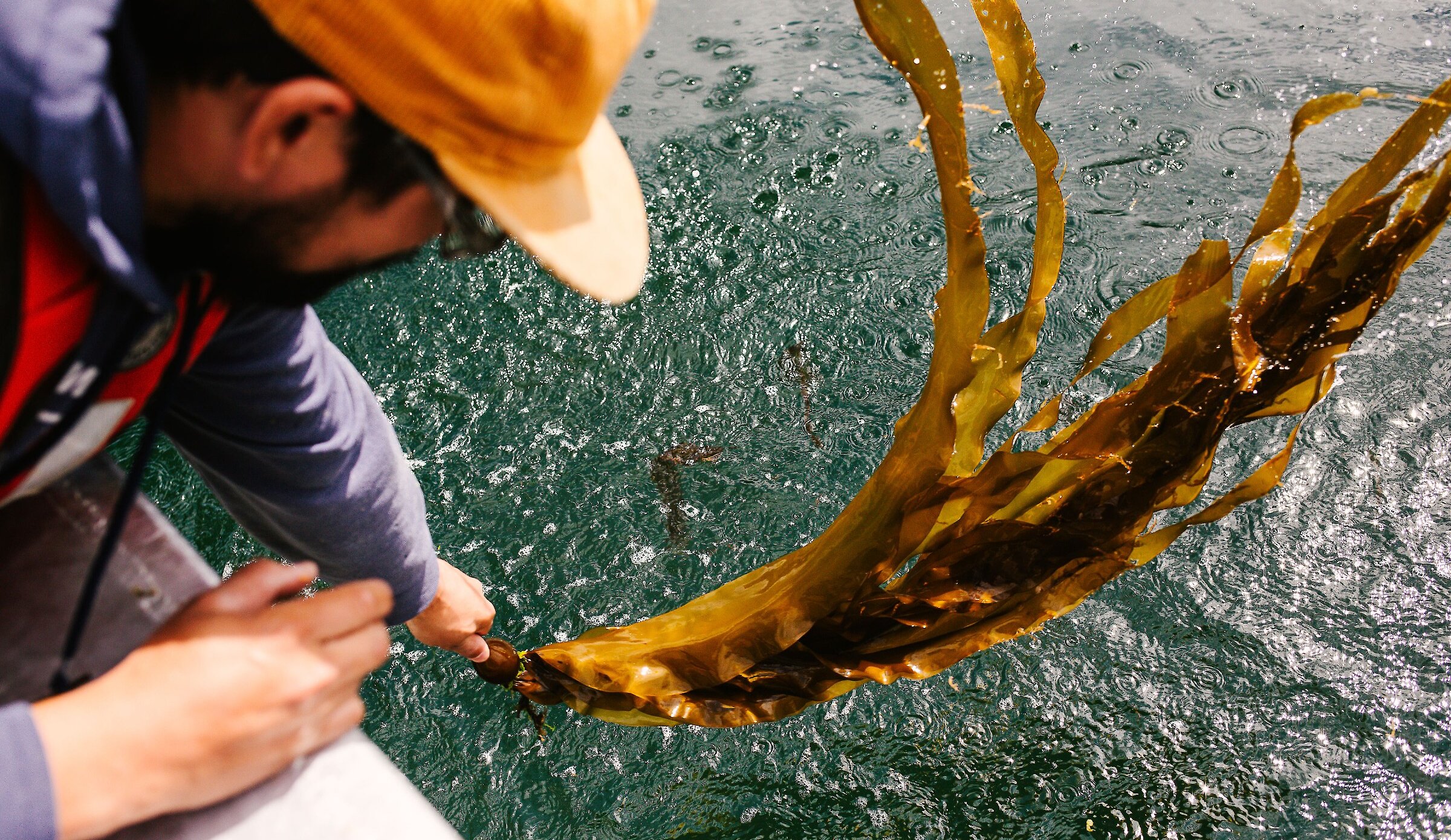 Stevie Dennis harvesting bull kelp for Naas Foods