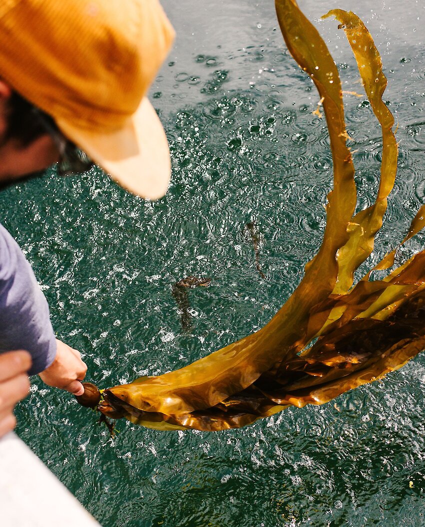 Stevie Dennis harvesting bull kelp for Naas Foods