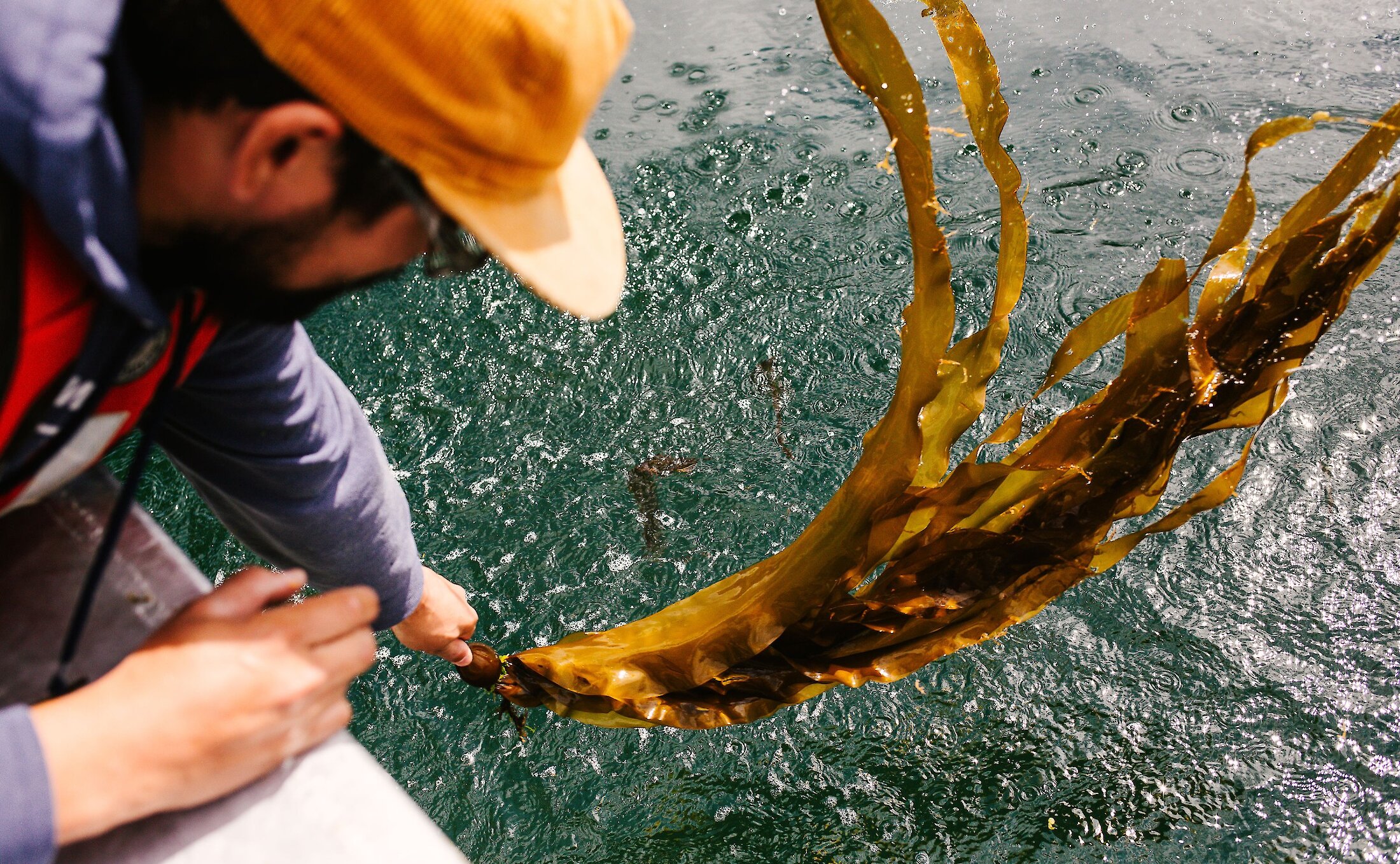 Stevie Dennis harvesting bull kelp for Naas Foods
