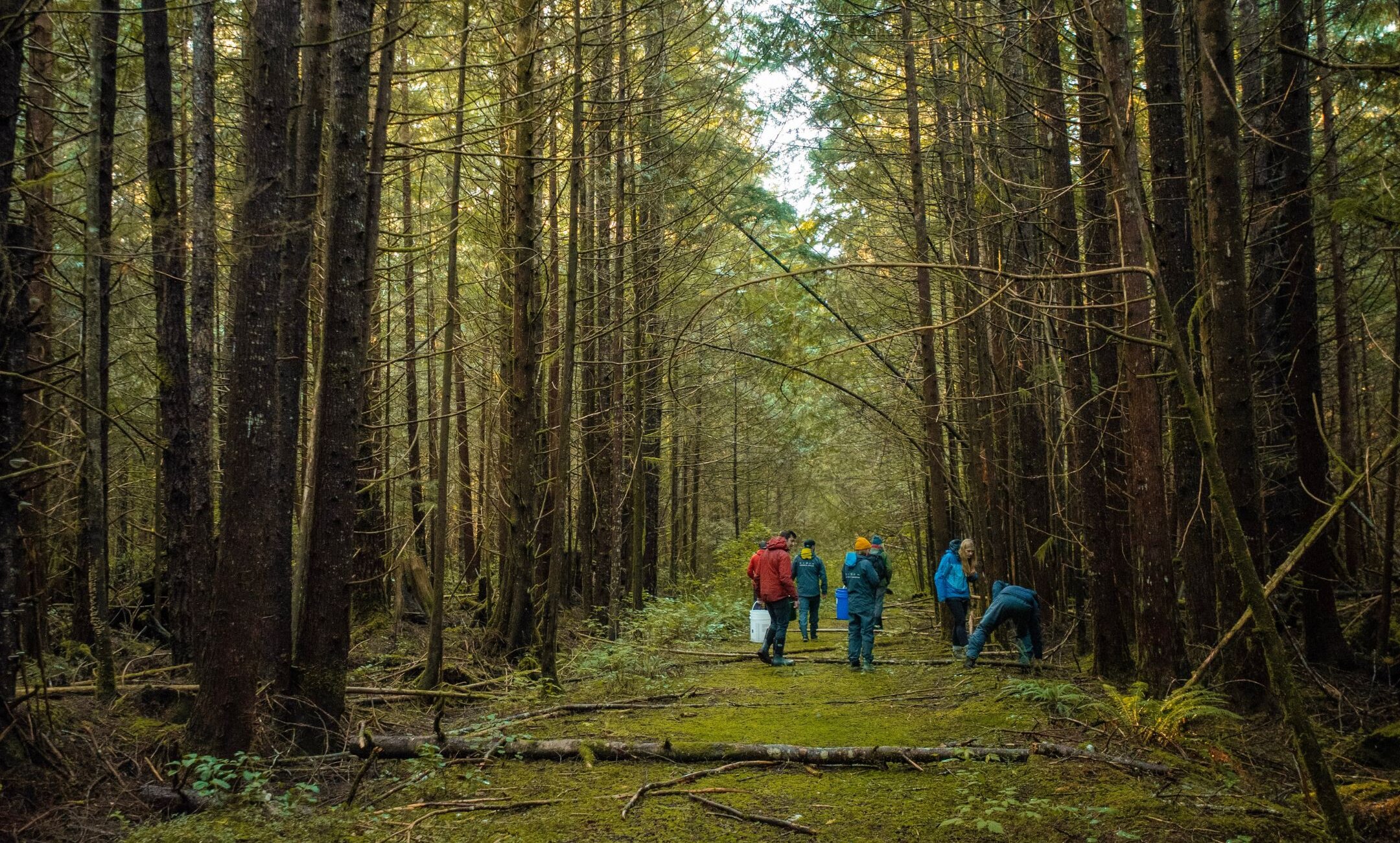 group of people walking through a forest in the distance