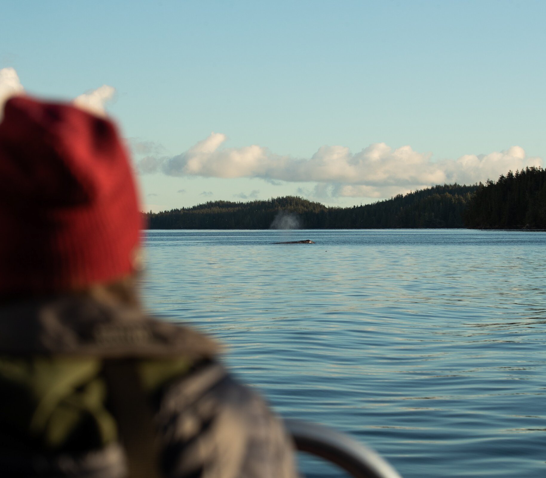 Looking over the shoulder of a person watching a Humpback whale in the distance