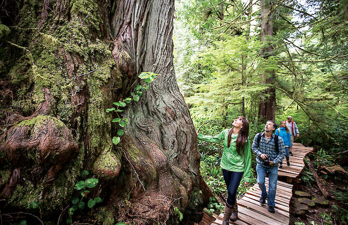 People walking along a boardwalk looking up at old-growth trees