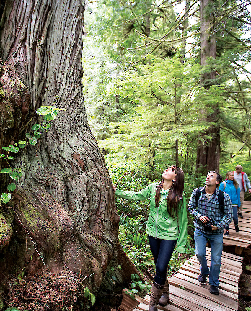 People walking along a boardwalk looking up at old-growth trees