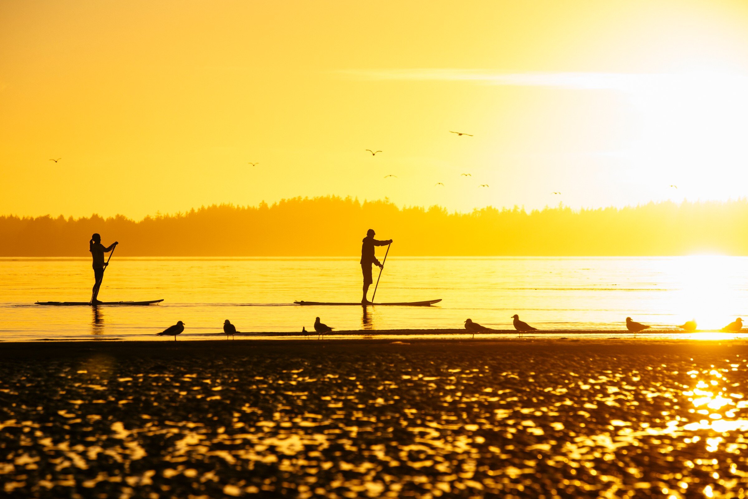 two people stand up paddleboarding in bright sunlight