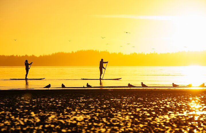 two people stand up paddleboarding in bright sunlight