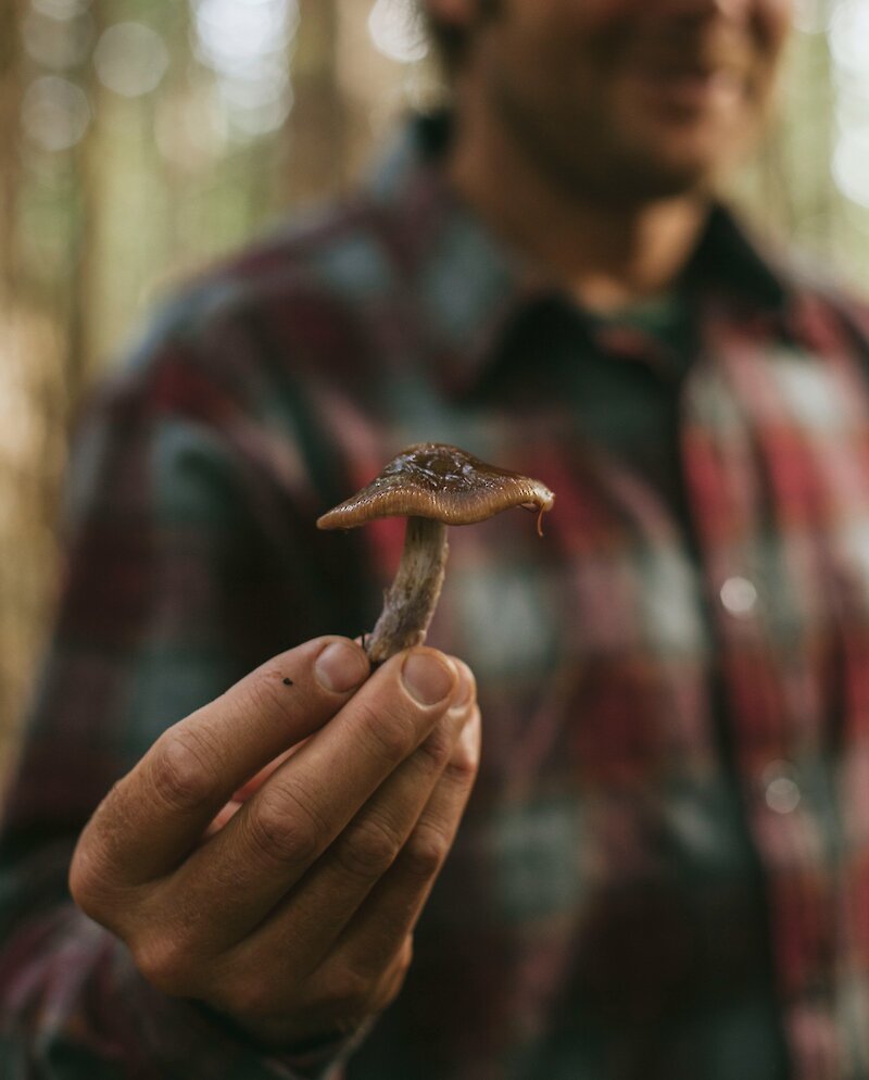Mushroom in the hands of a forager