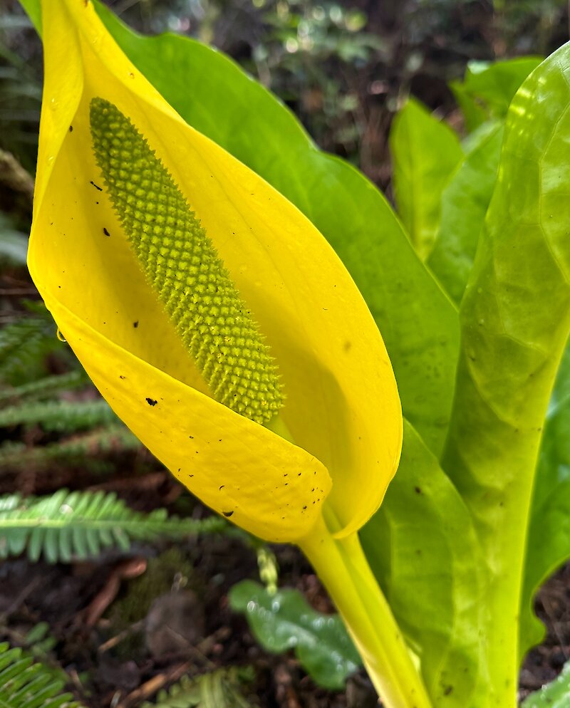 Skunk cabbage in bloom