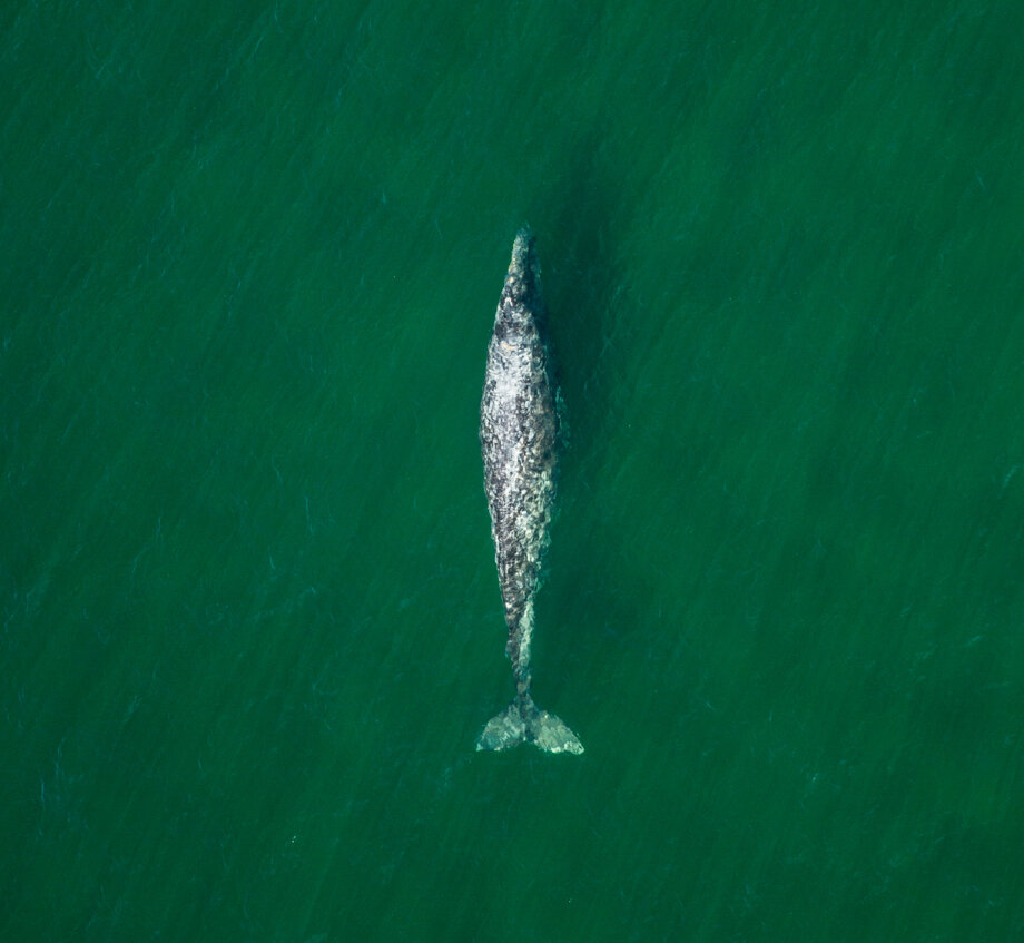 Grey whale travelling in the green sea