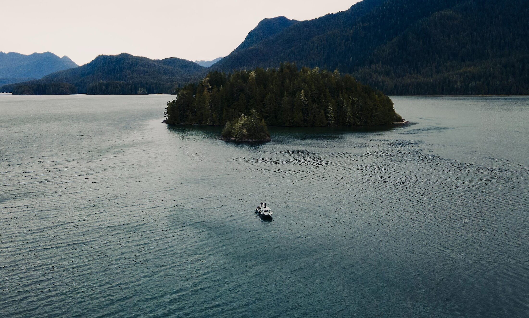 group of people walking through a forest in the distance
