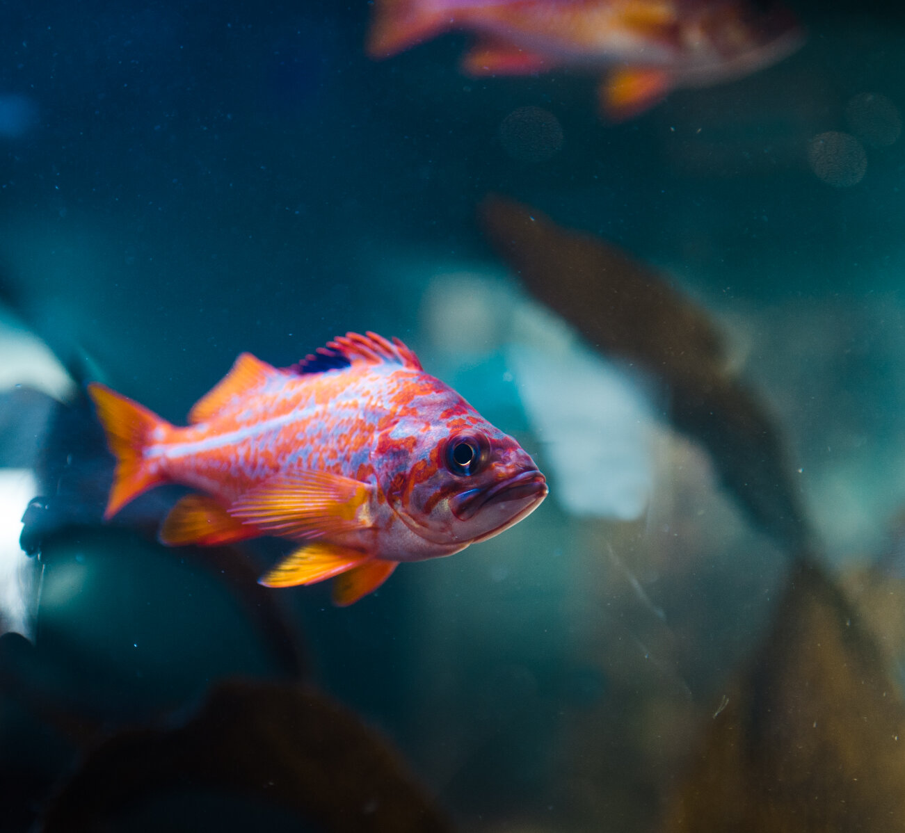 Colourful fish in a tank