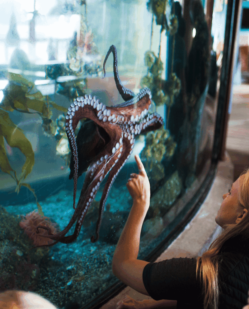 Octopus in a tank with a person looking at its tentacles