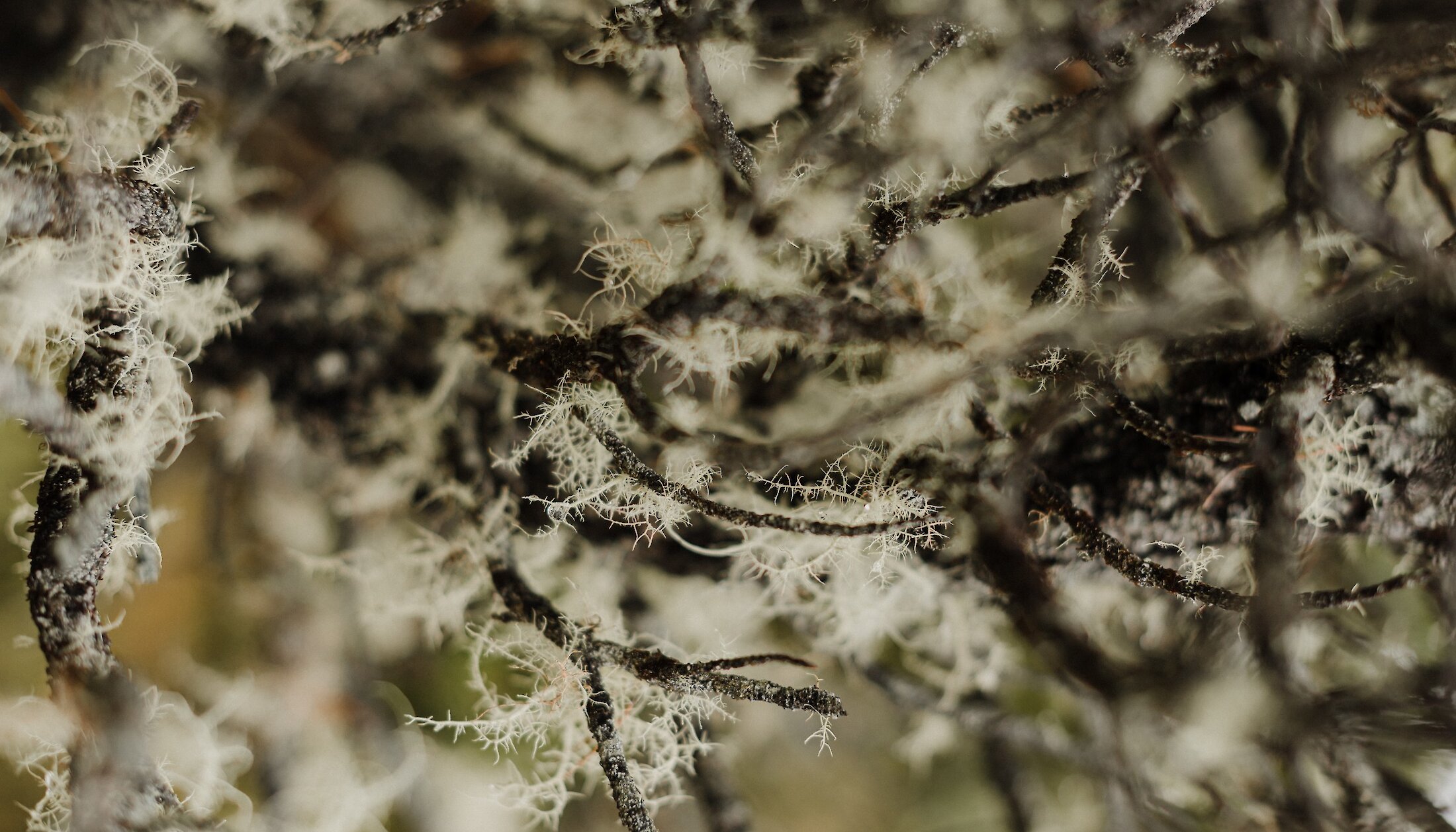 Delicate lichens on branches