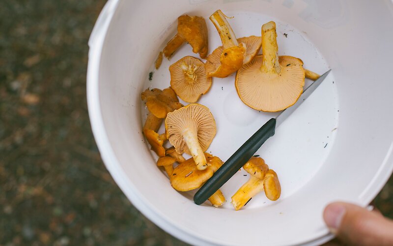 Person holding a bucket with a knife and freshly foraged chanterelle mushrooms