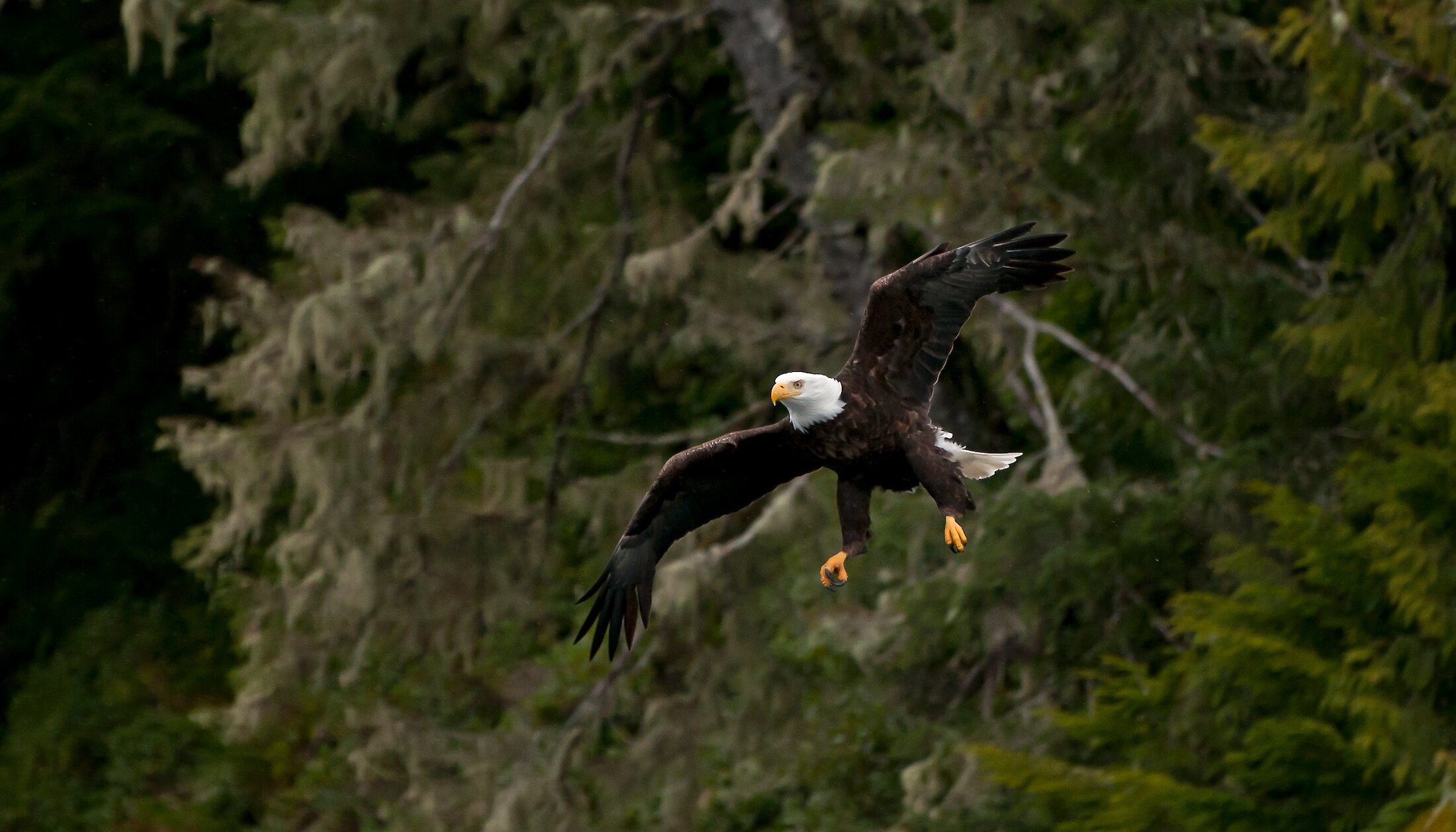 Eagle flying with wings and talons out