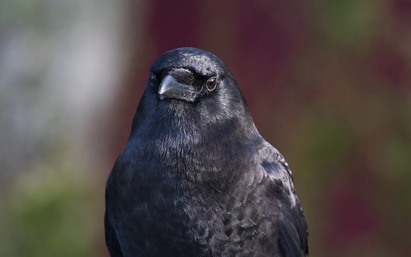 Crow looking directly at the camera