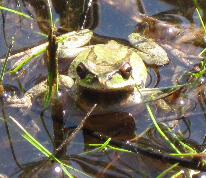 Help Map Pacific Treefrogs!