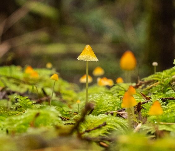 Mushrooms of the West Coast – Weekend Field Course
