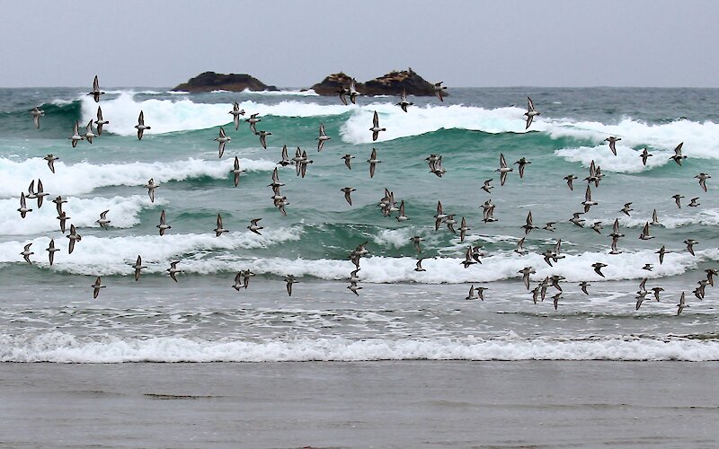 Shorebirds flying by the surf