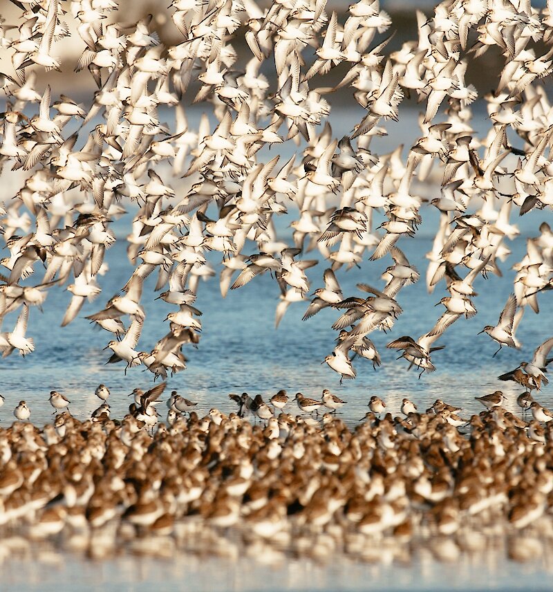 Hundreds of shorebirds on the beach and in the sky