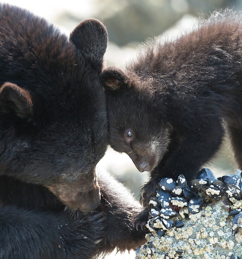 Mother bear with her small cub on the shoreline touching foreheads