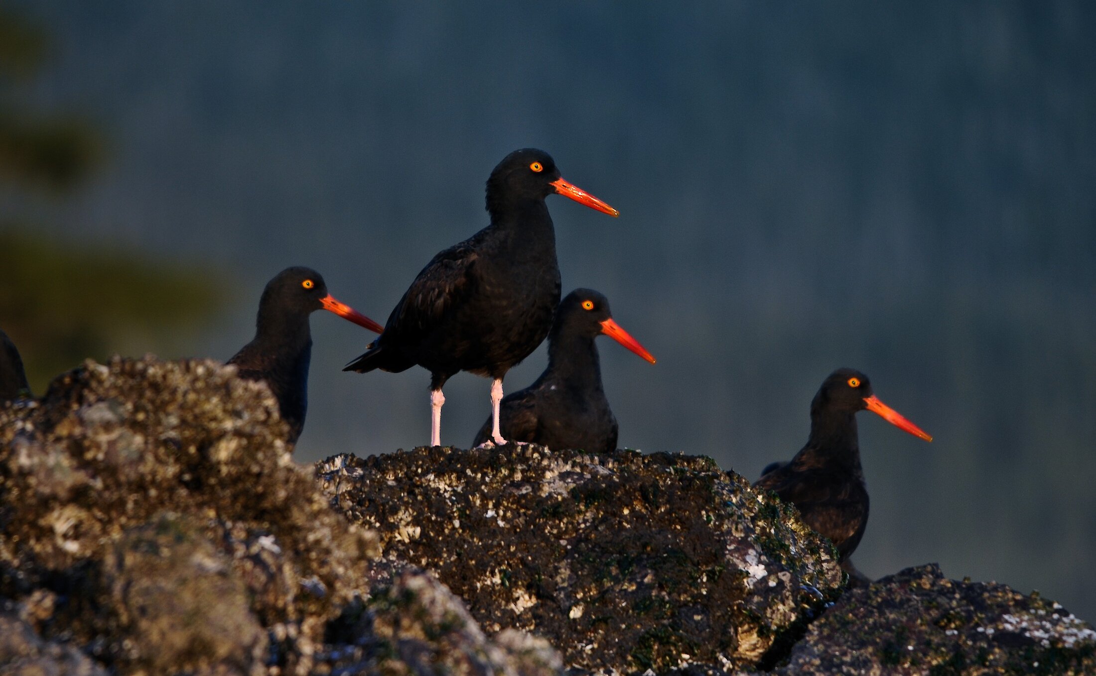 Oystercatchers on the shoreline