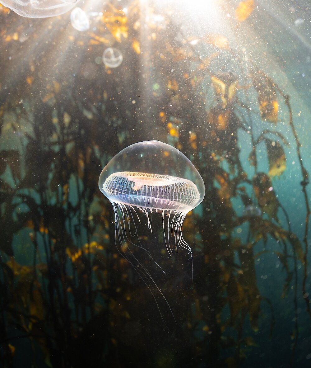 Crystal jellyfish with light coming down on it in the ocean and a kelp forest in the background
