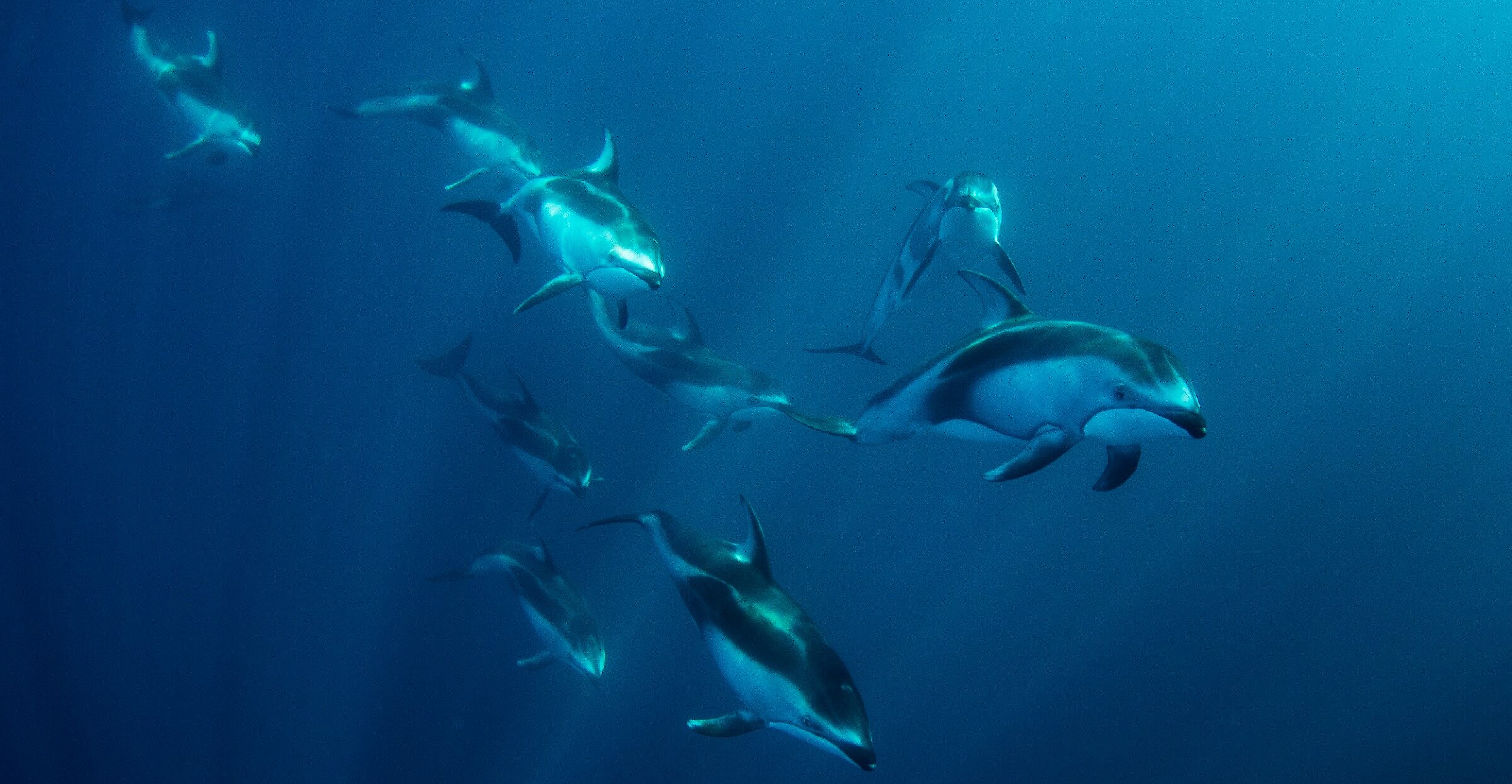 A pod of white-sided dolphins swimming in turquoise waters