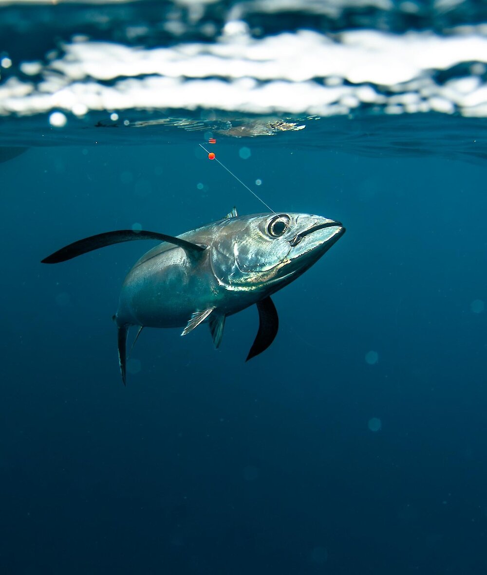 Tuna on a line underwater swimming with a hook and line in it's mouth