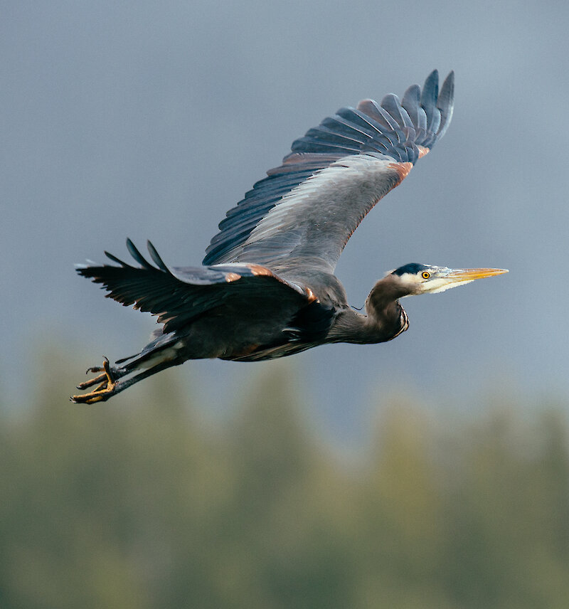 Heron flying with wings outstretched