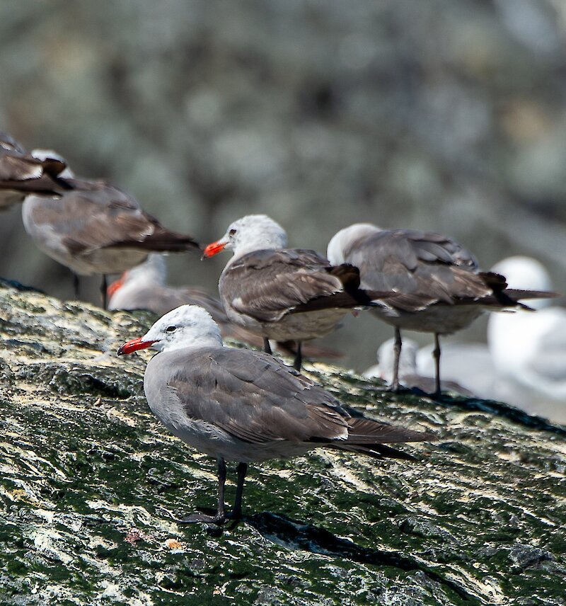 Hermanms' gulls on rocky shoreline