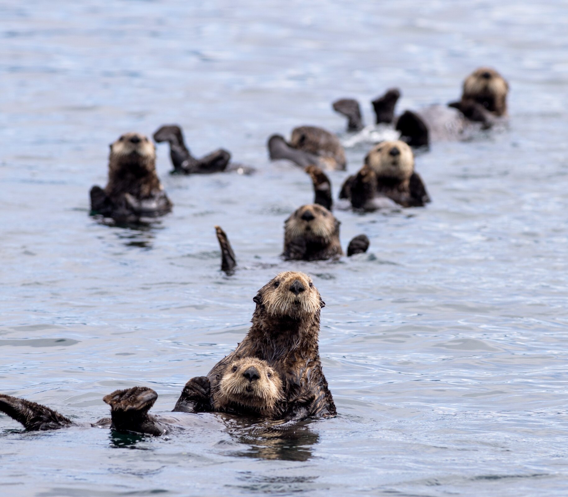 A group of otters floating on their backs looking at the camera