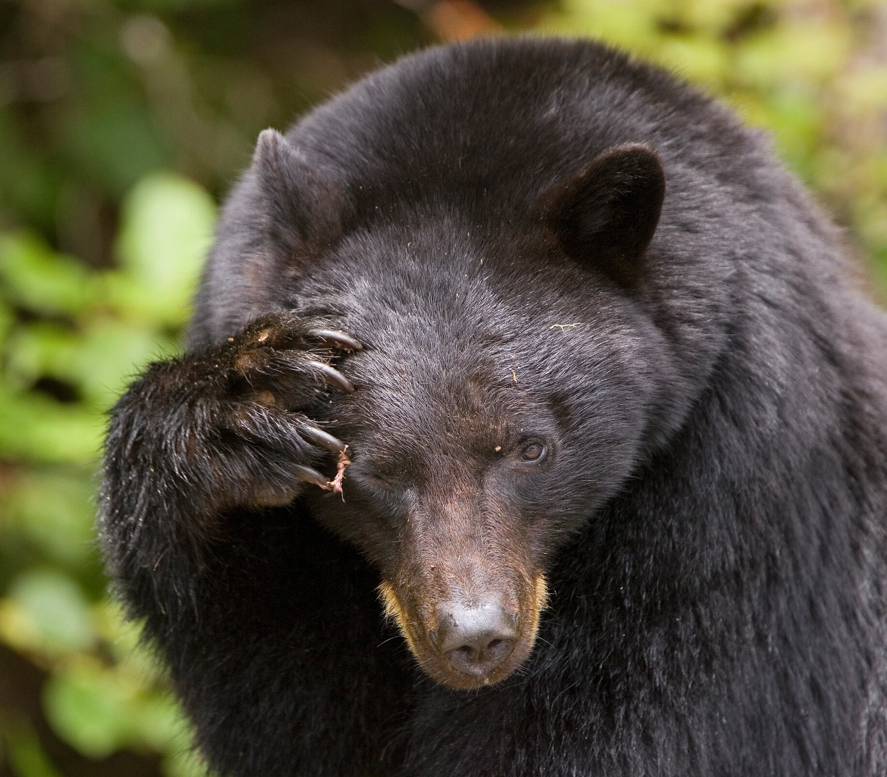 Black bear with his paw over his face, showing off his large claws