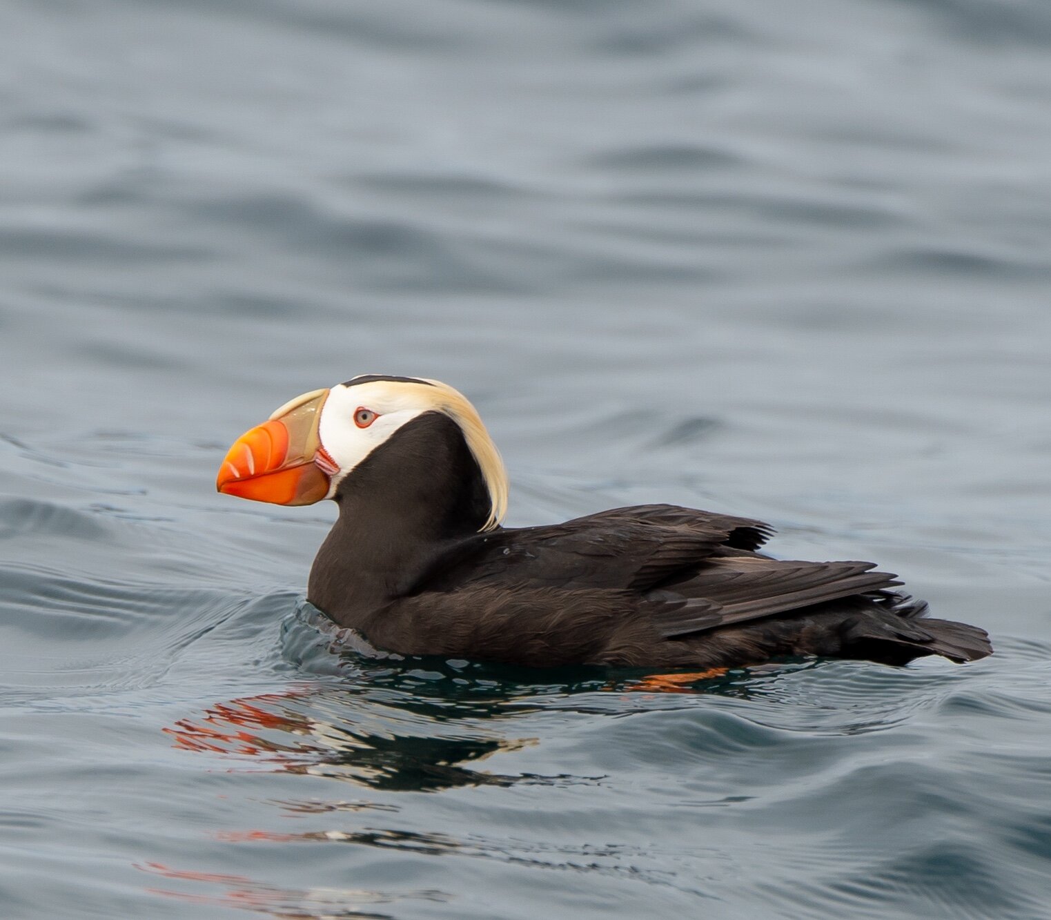 Floating Tufted puffin