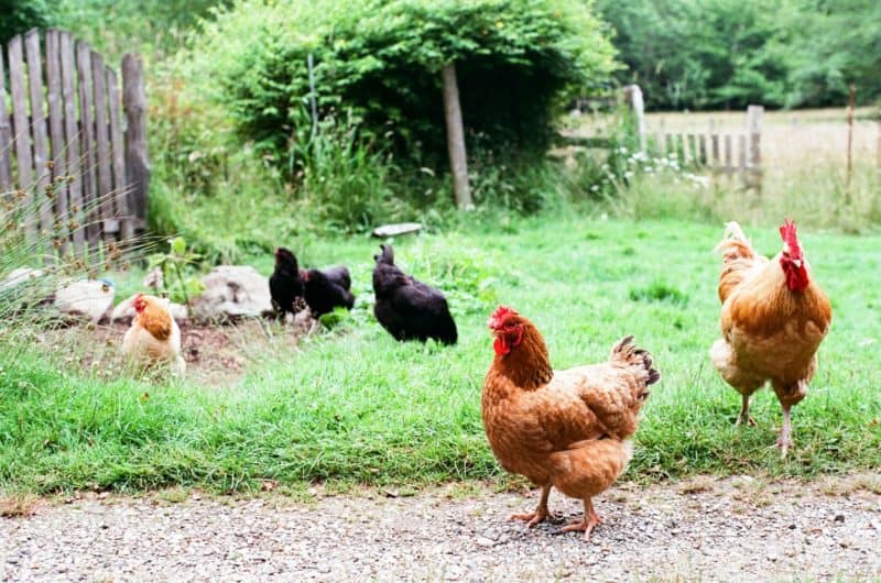 chickens - tcfi - tofino community food initiative
